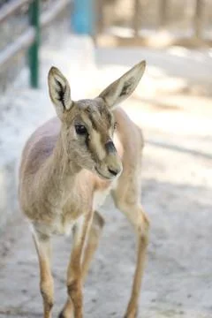 Deer in zoo Stock Photos