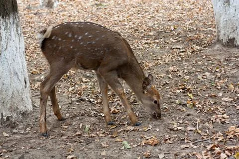 Deer in the zoo Stock Photos
