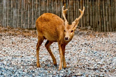 The deer in zoo Stock Photos