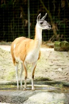 Deer at zoo Fotos Stock