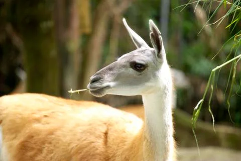 Deer at zoo Stock Photos