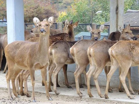 Deer in zoo Stock Photos