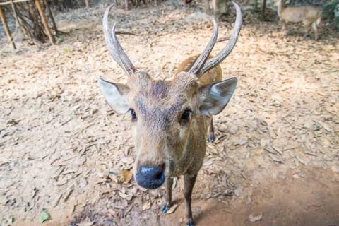 Deer in the zoo. Stock Photos