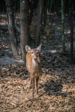 Deer in the zoo. Stock Photos