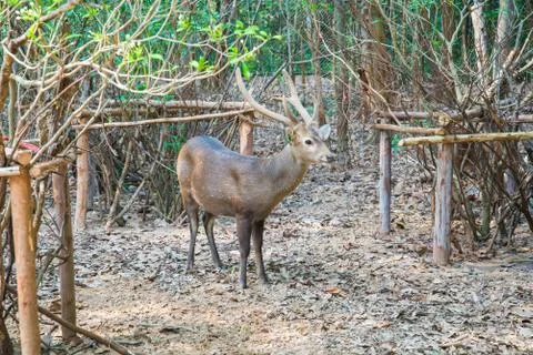 Deer in the zoo. Stock Photos