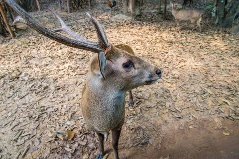 Deer in the zoo. Stock Photos