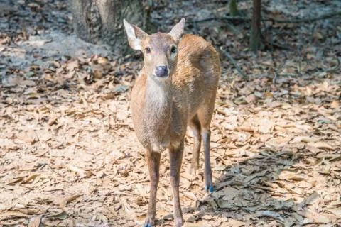 Deer in the zoo. Stock Photos