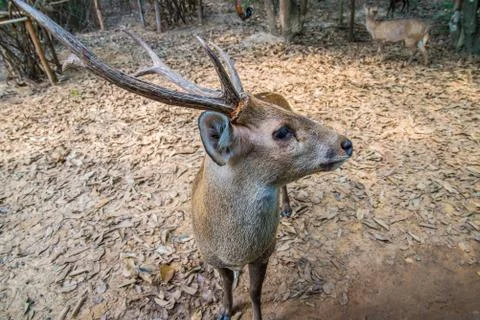 Deer in the zoo. Stock Photos