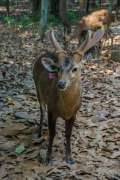 Deer in the zoo. Stock Photos