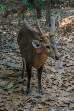 Deer in the zoo. Foto stock