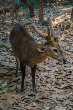 Deer in the zoo. Stock Photos