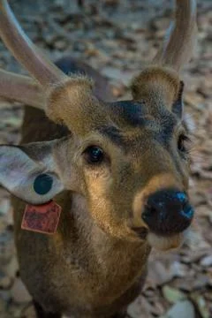 Deer in the zoo. Stock Photos
