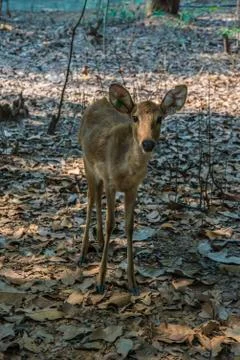 Deer in the zoo. Stock Photos