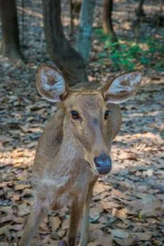 Deer in the zoo. Stock Photos