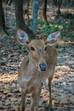 Deer in the zoo. Stock Photos