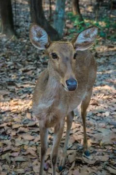 Deer in the zoo. Stock Photos