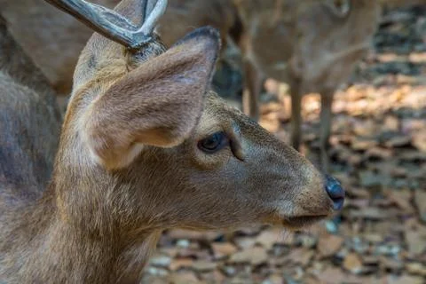 Deer in the zoo. Stock Photos