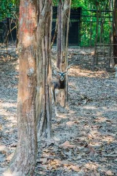 Deer in the zoo. Stock Photos
