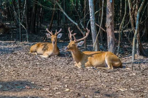 Deer in the zoo. Stock Photos
