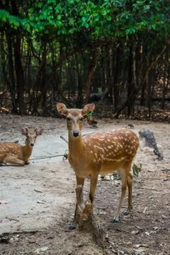Deer in the zoo. Stock Photos
