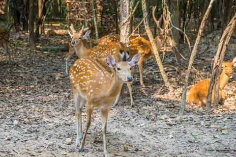 Deer in the zoo. Stock Photos