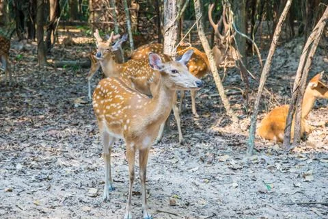 Deer in the zoo. Stock Photos