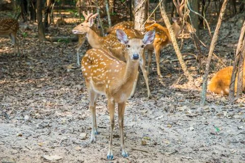 Deer in the zoo. Stock Photos