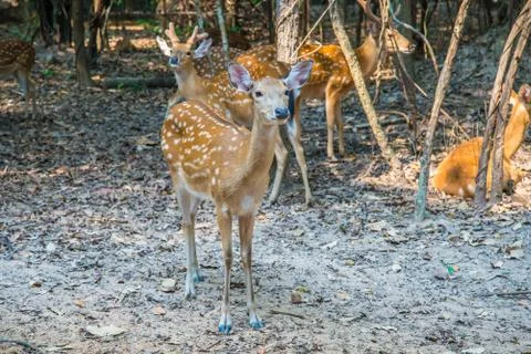 Deer in the zoo. Stock Photos