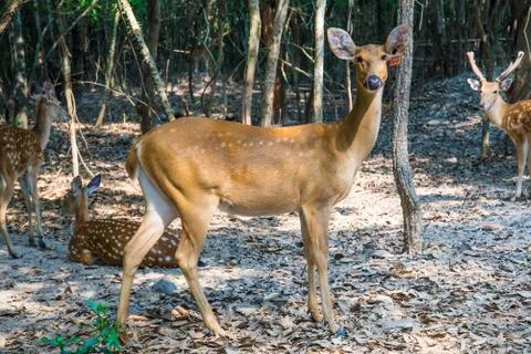 Deer in the zoo. Stock Photos