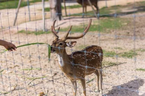 Deer in the zoo Stock Photos