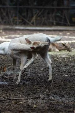 Deer on zoo Stock Photos