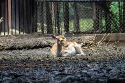 Deer on zoo Stock Photos