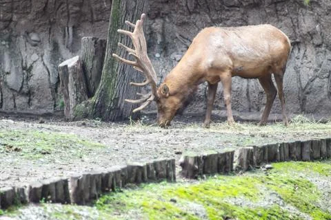 Deer on zoo Stock Photos