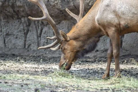 Deer on zoo Stock Photos
