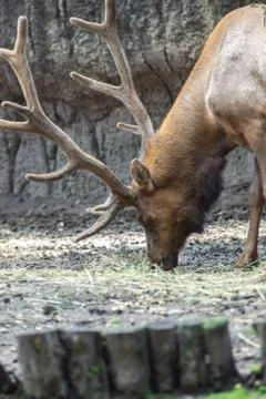 Deer on zoo Stock Photos