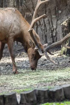 Deer on zoo Stock Photos