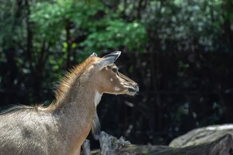 Deer on zoo Stock Photos