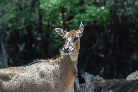 Deer on zoo Stock Photos