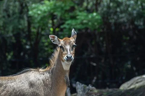 Deer on zoo Stock Photos