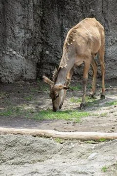 Deer on zoo Stock Photos