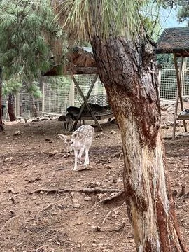 Deer in the zoo Stock Photos