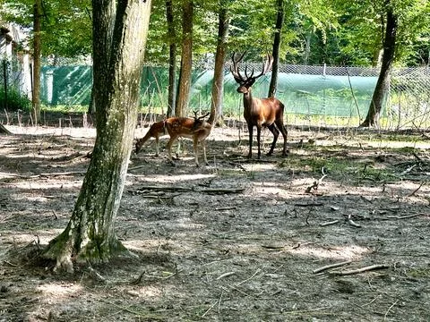 Deer in the zoo Stock Photos