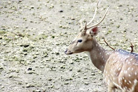 Deer in the zoo Foto stock