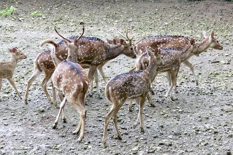 Deer in the zoo Foto stock