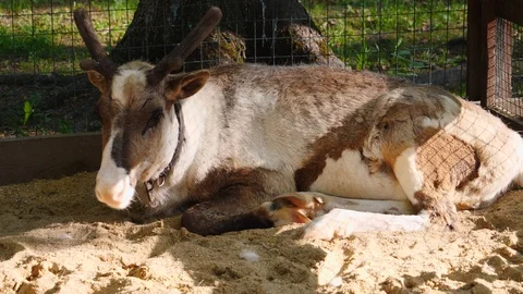 Deer in zoo sleep Stock Footage 108234584