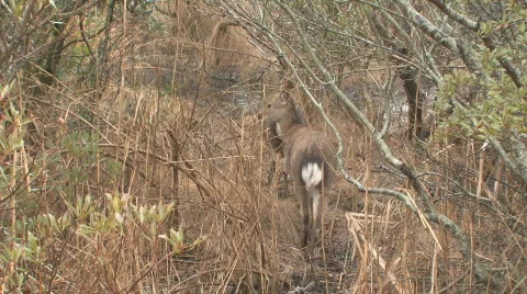 Deer1 Stock Footage 349817