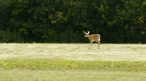 Deer1 Video stock 6524932