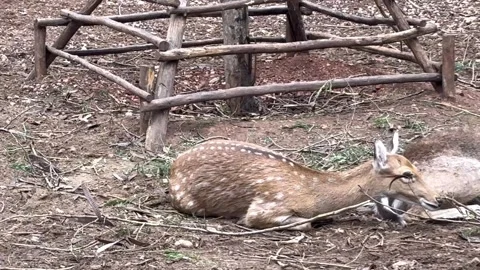 Deer1 Stock Footage 327134259