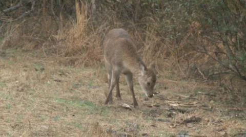 Deer2 Stock Footage 349888