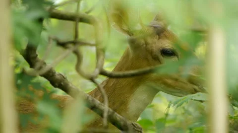 Deer2 Video stock 6524902